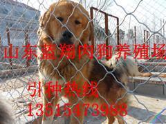 貴州六盤水養(yǎng)狗場聯(lián)系方式_農(nóng)副產(chǎn)品_世界工廠網(wǎng)